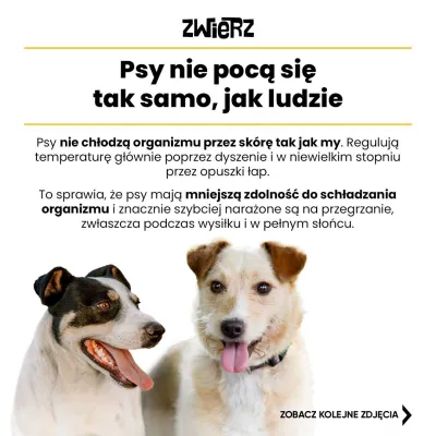 Fundacja ZWIERZ plakat