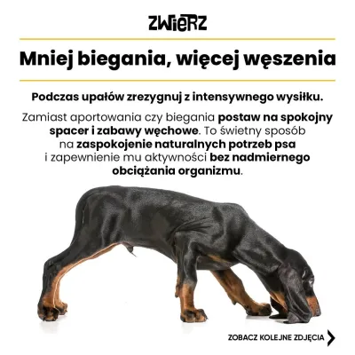 Fundacja ZWIERZ plakat