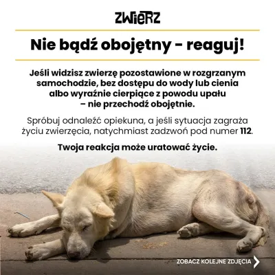 Fundacja ZWIERZ plakat