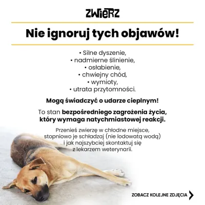 Fundacja ZWIERZ plakat