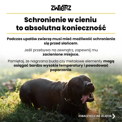 Fundacja ZWIERZ plakat