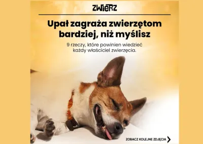Upały wracają – pamiętajmy o zwierzętach