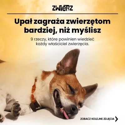 Fundacja ZWIERZ plakaty