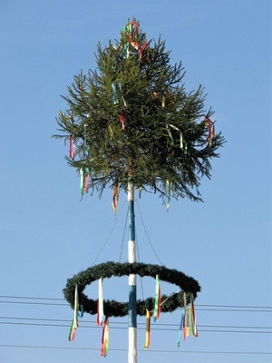 Drzewko Majowe w Krzyżowej Dolinie