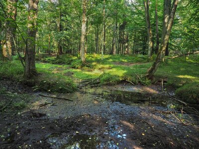 Rezerwat Srebrne Źródła