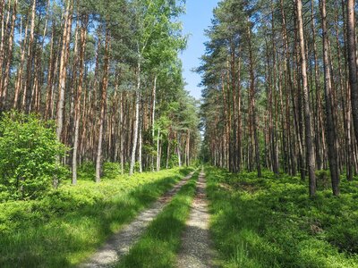 06 - Lasy Stobrawsko-Turawskie